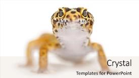  Presentation with cartoon leopard - Slide set consisting of close-up of a leopard background and a lemonade colored foreground