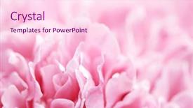  Presentation with purple rose - PPT theme consisting of close-up of a light background and a  colored foreground
