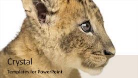  Presentation with lion - Theme with gemstones - tourmaline gemstone beads isolated on background and a light gray colored foreground