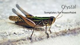  Presentation with locust - Beautiful presentation theme featuring close-up-of-a-locust backdrop and a light gray colored foreground