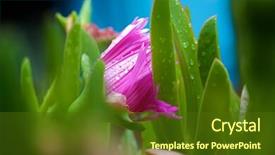  Presentation with lonely - Colorful slide deck enhanced with close up of a lonely flower pink backdrop and a tawny brown colored foreground