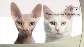  Presentation with kitten - Slides with close-up of a main-coon kitten and a sphynx background and a soft green colored foreground