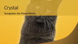  Presentation with maine - Colorful PPT theme enhanced with close-up of a maine coon facing on a yellow background backdrop and a gold colored foreground
