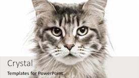  Presentation with maine - Presentation having close-up of a maine coon looking at the camera isolated on white background and a mint green colored foreground