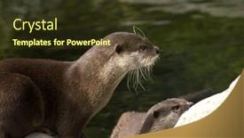  Presentation with water - Presentation design enhanced with close-up-of-a-malaysian background and a tawny brown colored foreground