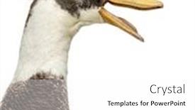  Presentation with close up of sundew drosera - Colorful presentation theme enhanced with close-up-of-a-male backdrop and a white colored foreground