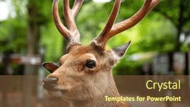  Presentation with antlers - PPT layouts featuring close-up-of-a-male background and a tawny brown colored foreground