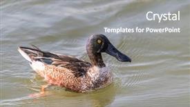  Presentation with lake front - Presentation theme having close-up of a mallard background and a gray colored foreground