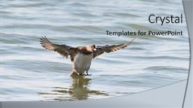  Presentation with lake front - Amazing presentation theme having close-up of a mallard backdrop and a lemonade colored foreground