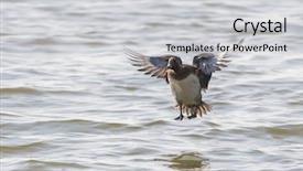  Presentation with lake front - Beautiful presentation featuring close-up of a mallard backdrop and a light gray colored foreground