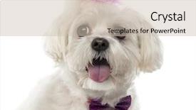  Presentation with close up pouring oil - Slide deck featuring close-up of a maltese in front of a white background background and a soft green colored foreground