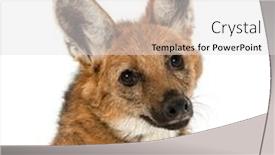  Presentation with wolf - PPT theme enhanced with close-up-of-a-maned background and a light gray colored foreground