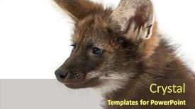  Presentation with wolf - Amazing slides having close-up-of-a-maned backdrop and a tawny brown colored foreground