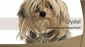  Presentation with messy - Cool new slide deck with close-up of a messy yorkshire terrier isolated on white backdrop and a coral colored foreground