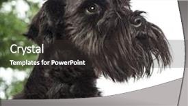  Presentation with white christmas - Theme featuring close up of a miniature schnauzer in front of christmas decorations against white background background and a dark gray colored foreground