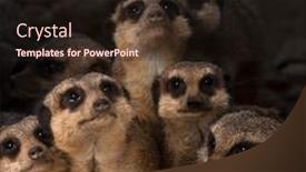  Presentation with close up of judo judo - Theme consisting of close-up-of-a-mob background and a wine colored foreground