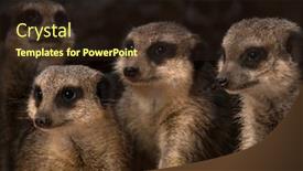  Presentation with newspaper headlines close up - Amazing theme having close-up-of-a-mob backdrop and a wine colored foreground