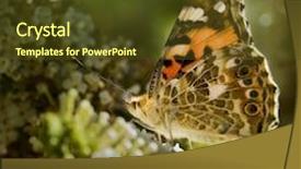  Presentation with monarch butterfly - Theme having close up of a monarch butterfly on butterfly bush background and a tawny brown colored foreground