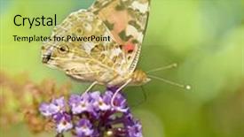  Presentation with monarch butterfly - Slide deck featuring close up of a monarch butterfly on butterfly bush background and a yellow colored foreground