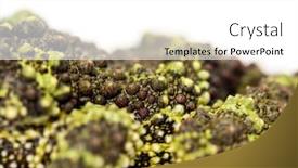  Presentation with frog - Colorful PPT theme enhanced with close-up-of-a-mossy backdrop and a white colored foreground