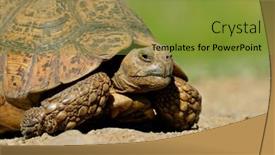  Presentation with tortoise - Theme with close-up of a mountain tortoise geochelone pardalis background and a gold colored foreground