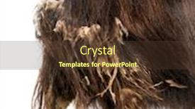 Presentation with old - Cool new slides with close-up-of-a-muskox backdrop and a tawny brown colored foreground