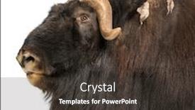  Presentation with old - PPT layouts with close-up-of-a-muskox background and a dark gray colored foreground