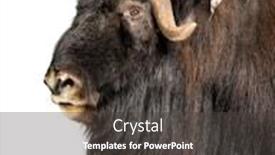  Presentation with old - Beautiful PPT theme featuring close-up-of-a-muskox backdrop and a dark gray colored foreground