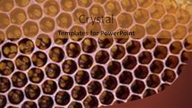  Presentation with comb bee - Presentation with close-up-of-a-natural background and a red colored foreground