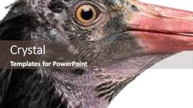  Presentation with bald - PPT theme consisting of close-up-of-a-northern background and a violet colored foreground