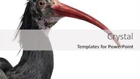  Presentation with ball bearing on a white - Colorful PPT theme enhanced with close-up-of-a-northern backdrop and a white colored foreground