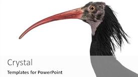  Presentation with bald - Audience pleasing slide deck consisting of close-up-of-a-northern backdrop and a white colored foreground