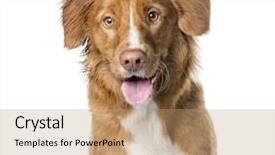  Presentation with nova scotia - Slide set enhanced with close-up of a nova background and a coral colored foreground