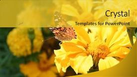  Presentation with orange butterfly - Beautiful theme featuring close-up of a orange butterfly and small insect beside backdrop and a yellow colored foreground