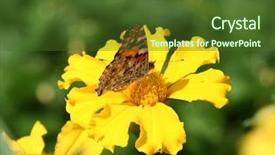  Presentation with orange butterfly - Theme having close-up of a orange butterfly background and a tawny brown colored foreground