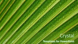  Presentation with palm - Presentation design with close-up-of-a-palm background and a tawny brown colored foreground
