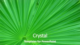  Presentation with palm sunday - Presentation theme featuring close-up of a palm background and a shamrock green colored foreground