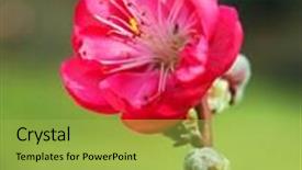  Presentation with portfolio - Audience pleasing slide set consisting of close up of a peach blossom flower apricot-tree branch in bloommore see more flower backgrounds in my portfolio backdrop and a yellow colored foreground