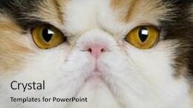  Presentation with persian - PPT theme with close up of a persian background and a light gray colored foreground