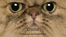  Presentation with persian - Cool new presentation theme with close up of a persian 2 years old backdrop and a coral colored foreground