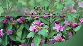  Presentation with tropical flowers close up - Cool new PPT theme with close-up-of-a-pgm backdrop and a seafoam green colored foreground