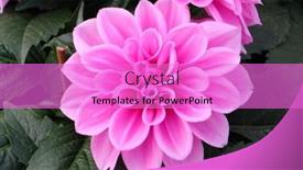  Presentation with dahlia - 