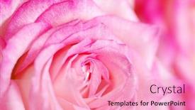  Presentation with pink rose - PPT layouts having close-up-of-a-pink background and a lemonade colored foreground