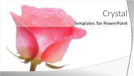  Presentation with pink rose - Audience pleasing presentation theme consisting of close-up-of-a-pink backdrop and a white colored foreground