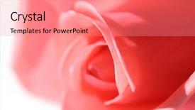  Presentation with pink rose - Colorful theme enhanced with close-up of a pink backdrop and a  colored foreground