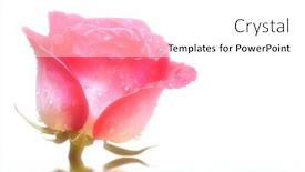  Presentation with pink rose - PPT theme featuring close-up-of-a-pink background and a white colored foreground