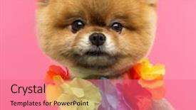  Presentation with hawaiian - Amazing slide set having up of a pomeranian dog backdrop and a coral colored foreground