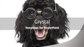  Presentation with poodle - Theme having close-up of a poodle 5 years old wearing glasses repaired with tape in front of white background background and a dark gray colored foreground