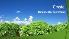  Presentation with potato - Presentation featuring close up of a potato background and a teal colored foreground