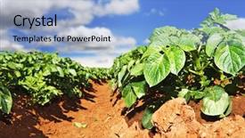  Presentation with potato - Beautiful presentation theme featuring close up of a potato backdrop and a light blue colored foreground